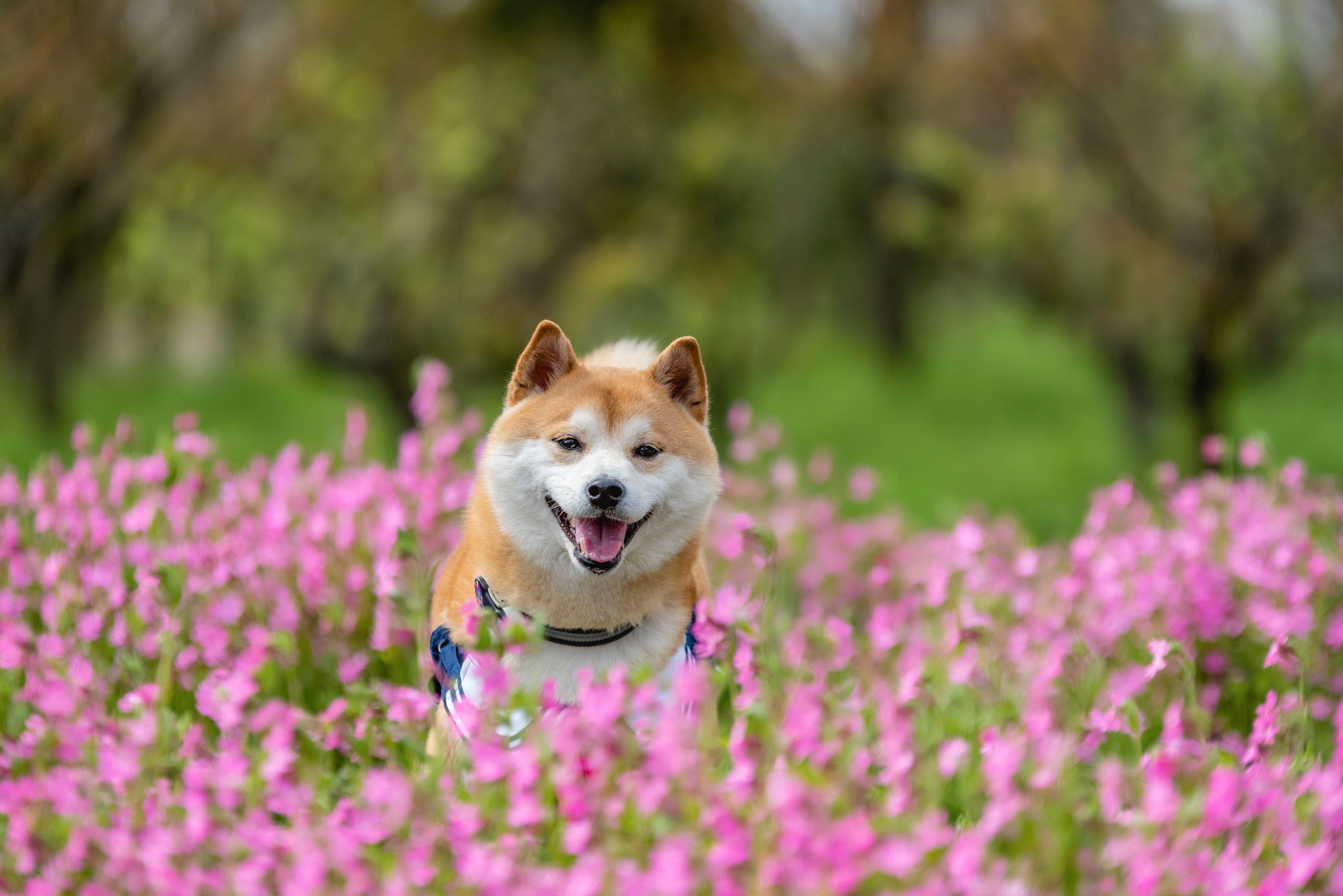 are dogs allowed in japanese gardens