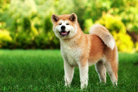 8 Japanese Dog Breeds: Akita, Kai Ken, Shikoku, and More