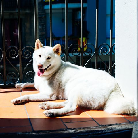 japanese dog breeds - kishu