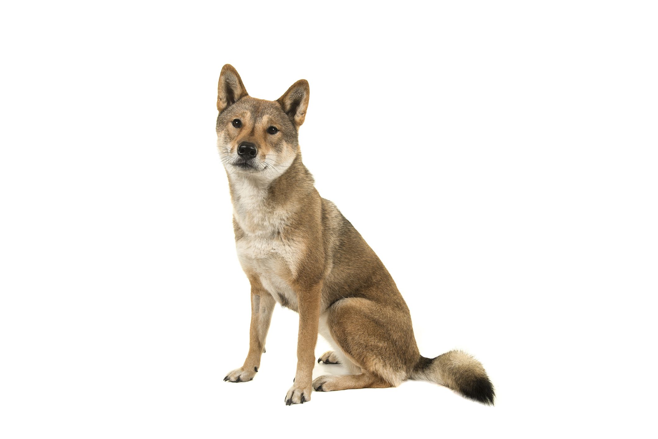 types of japanese dog breeds