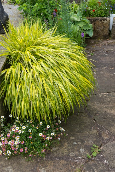 11 Best Ornamental Grasses - Tall and Dwarf Ornamental Grasses