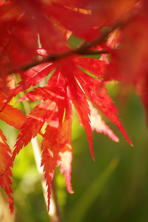 stock photo of autumnal leaf colour of tree variety acer palmatum atropurpureum bloodgood red japanese maple leaves on tree with sun shining through