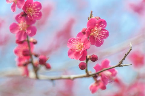 close up of flowers of prunus mume beni chidori tree   flowering japanese apricot tree concept spring gardening, spring pink blooming tree