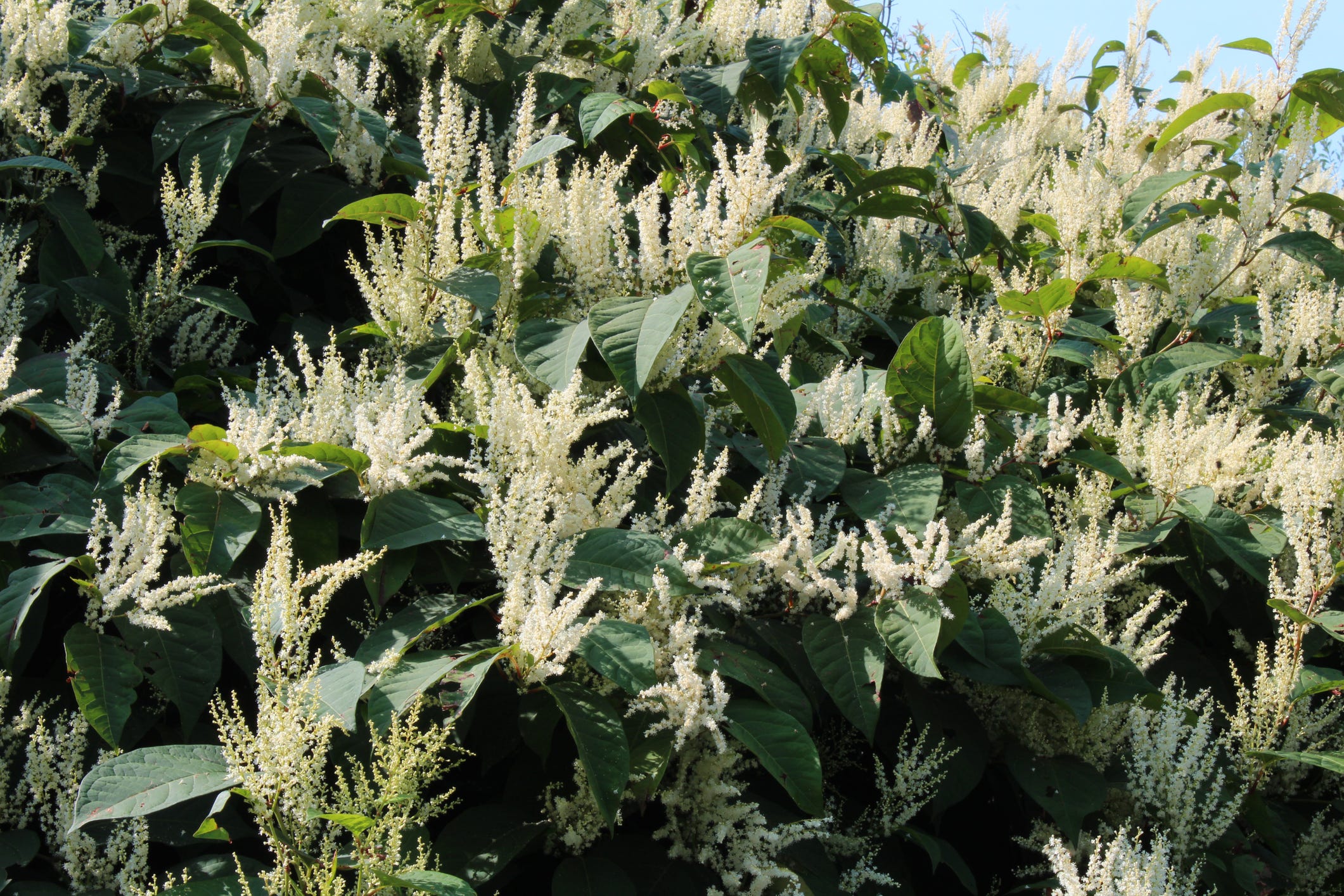 can dogs take japanese knotweed