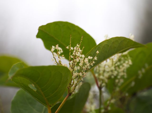Japanese Knotweed Removal How To Identify Japanese Knotweed On Your Property And Garden