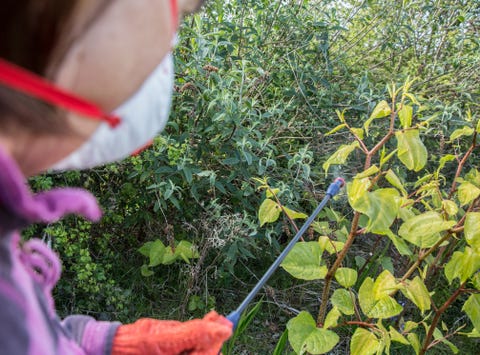 Japanese Knotweed Removal How To Identify Japanese Knotweed On Your Property And Garden