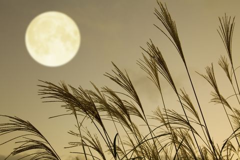 japanese pampas grass and full moon