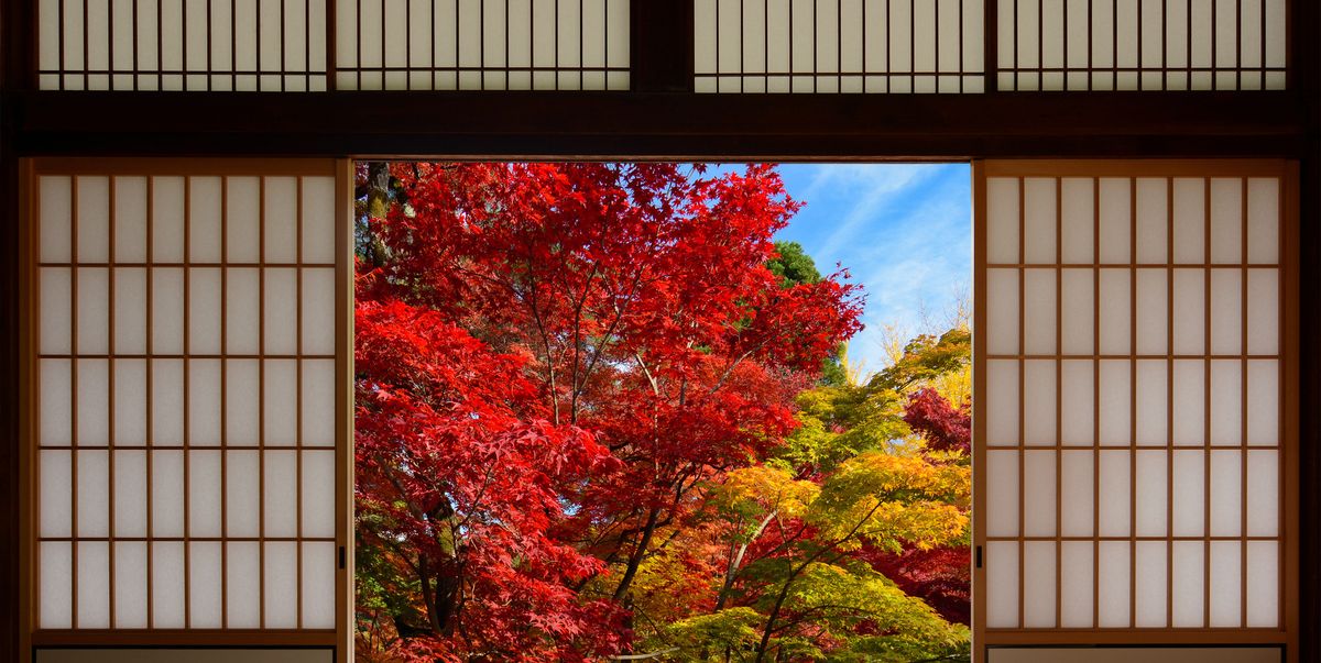秋になるとなぜ色が変わる 紅葉のメカニズムをおさらい