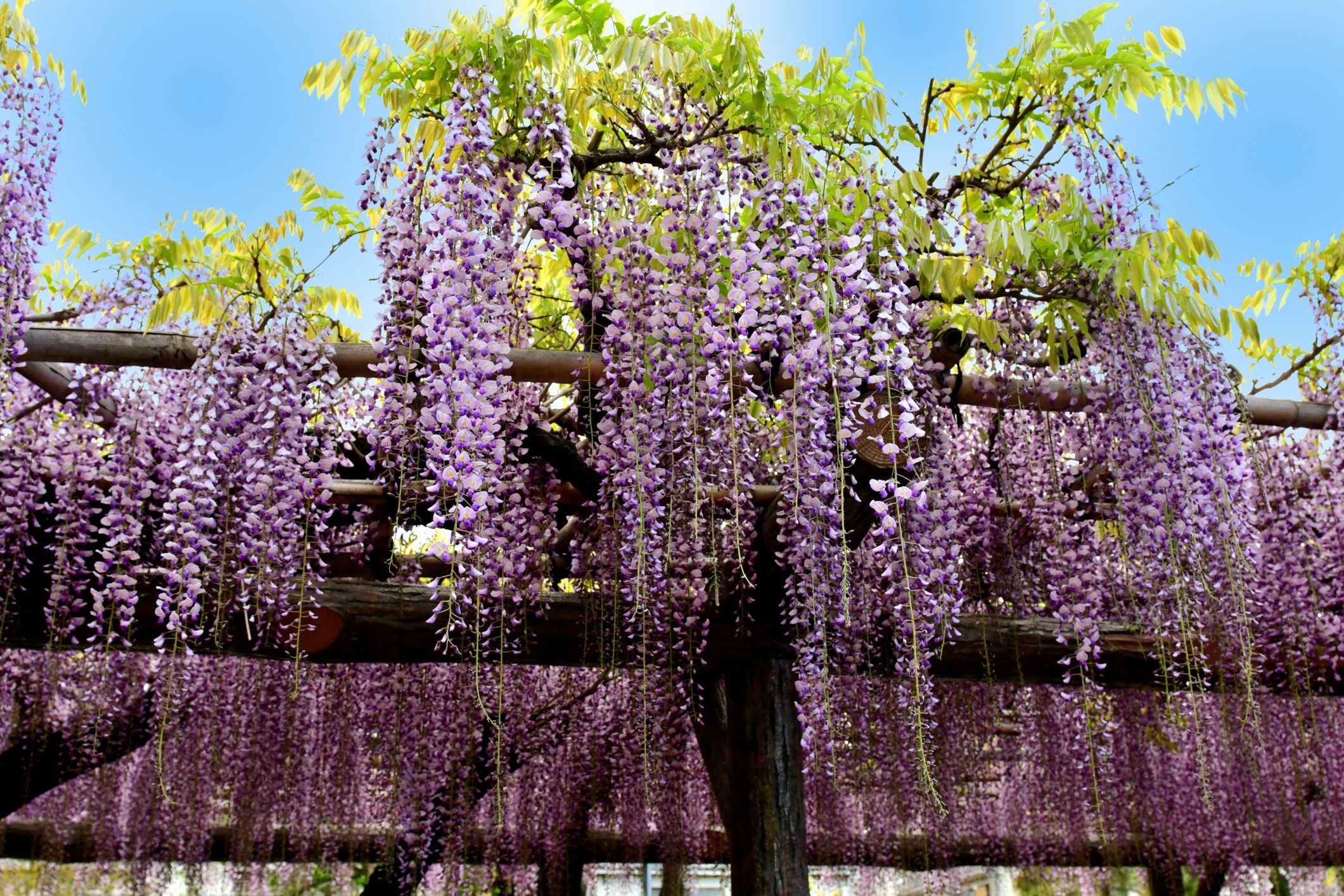 Home Depot is Selling Wisteria Trees You Can Plant in Your