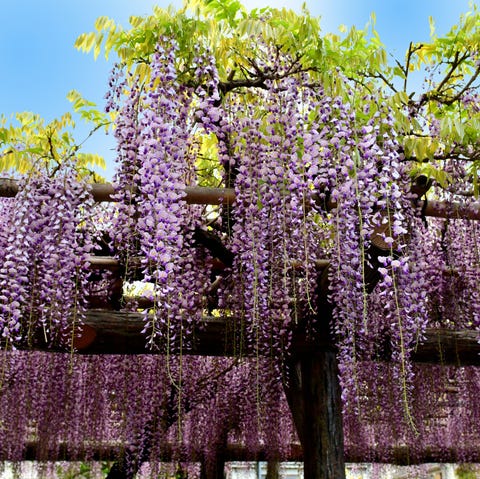 Home Depot Is Selling Wisteria Trees You Can Plant In Your Backyard For Just 23