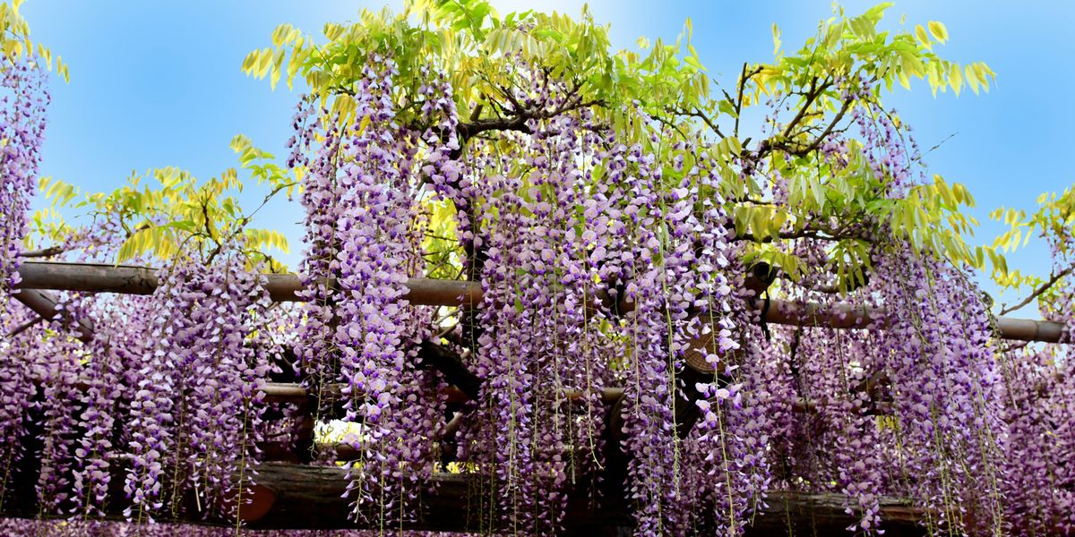 japanese wisteria flowers royalty free image 1009819276 1555435300