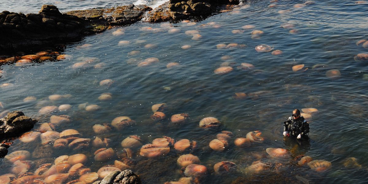 Jellyfish and 'Slime' Are Set to Thrive Thanks to the Great Chinese Climate Hoax - Esquire