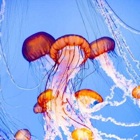 Jellyfish Sting Symptoms And First Aid Treatment Tips