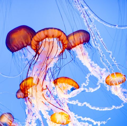 jellyfish sting treatment