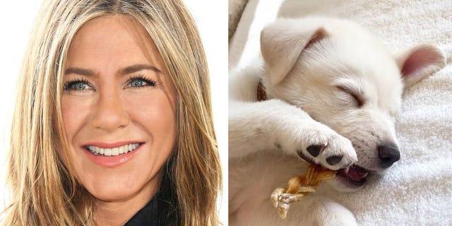 ジェニファー アニストン キュートな保護犬の里親に