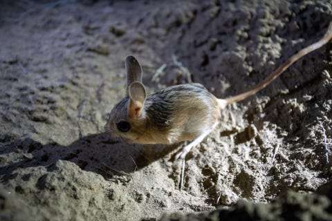 かわいくて癒やされる 世界一小さい動物15選