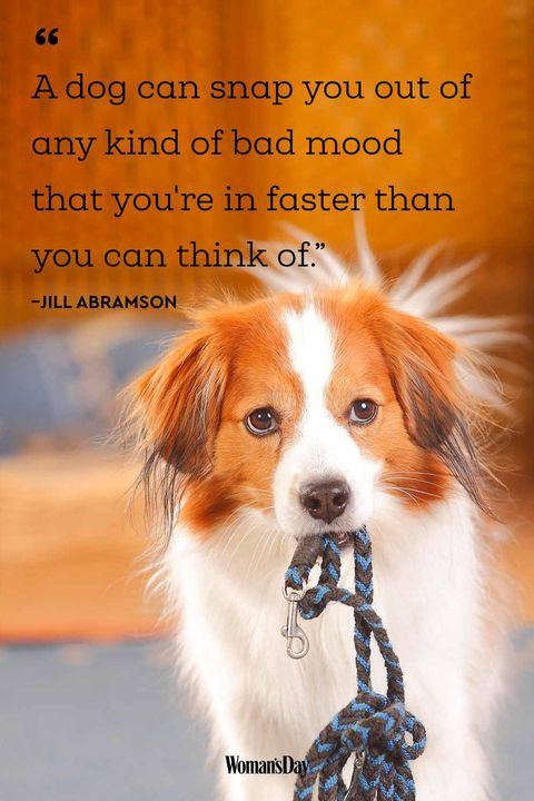 Funny Dog Quotes - 20 Cute Dog Sayings That Describe Your Pup