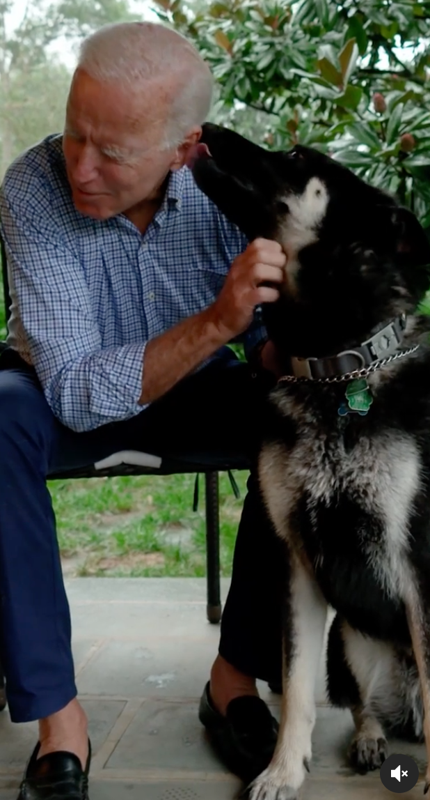 Even Joe Biden’s Dog Major Makes History as the First Rescue Dog in the White House