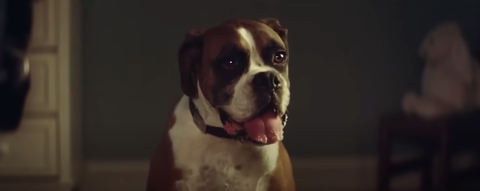 Iconic Trampolining Dog From John Lewis Christmas Advert Dies