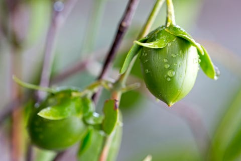 Jojoba growing plant used in cosmetics and biofuel Jojoba growing plant used in cosmetics and biofuel