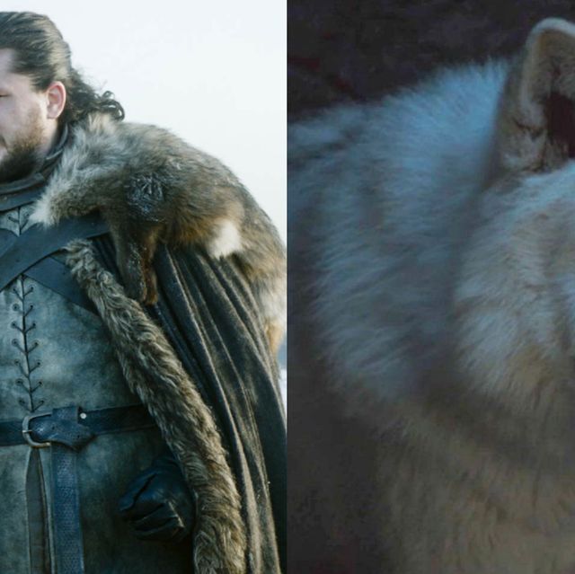 Ghost Will Return In Game Of Thrones Season 8 Where Is Jon