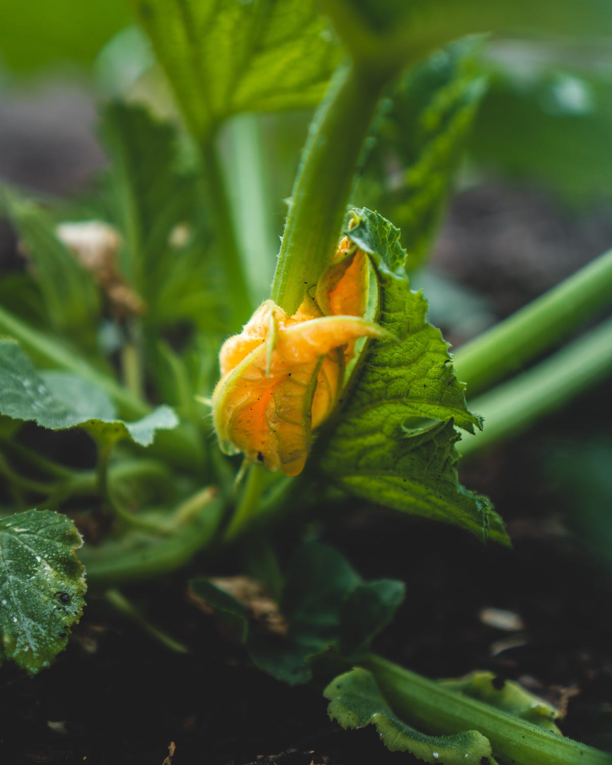 Come pulire i fiori di zucca, la guida passo per passo - ELLE