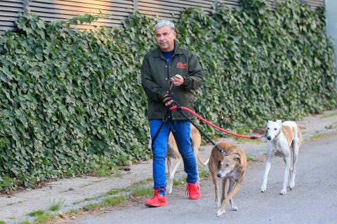 Mammal, Dog, Vertebrate, Canidae, Leash, Dog breed, Dog walking, Carnivore, Sporting Group, Cani cross, 