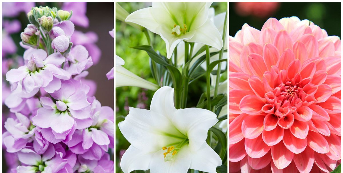 10 Summer Flowers That Bloom In July - Best Seasonal ...