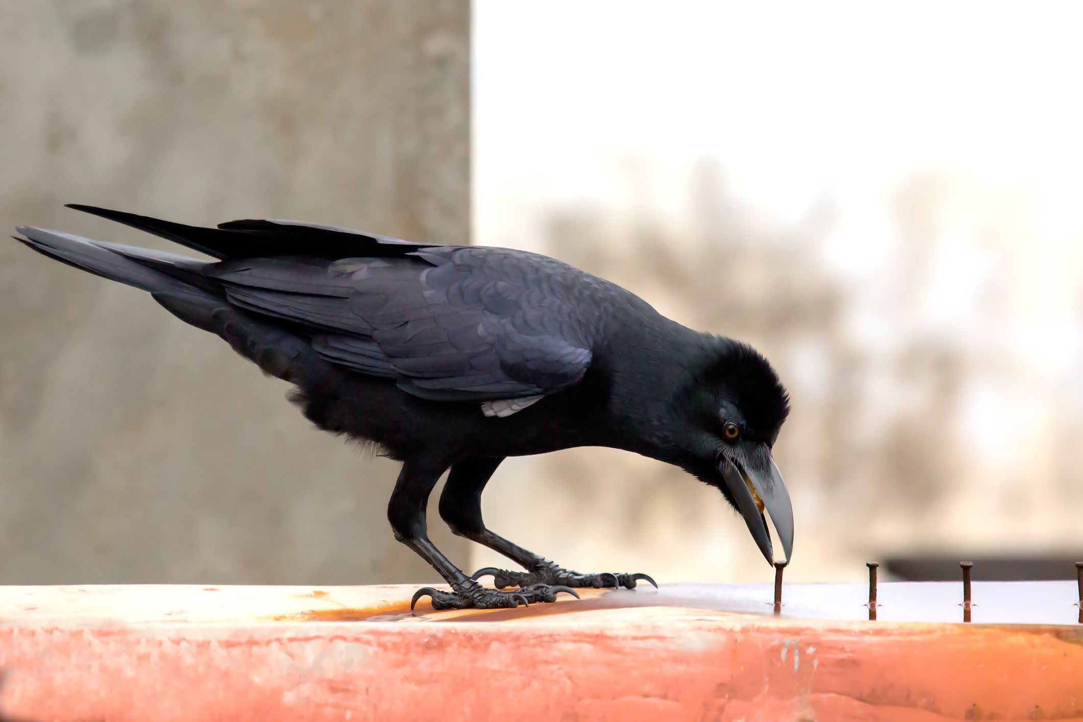 道具を使うあの黒い鳥 知能の高いカラスは工具を利用してタスクを達成する という新研究