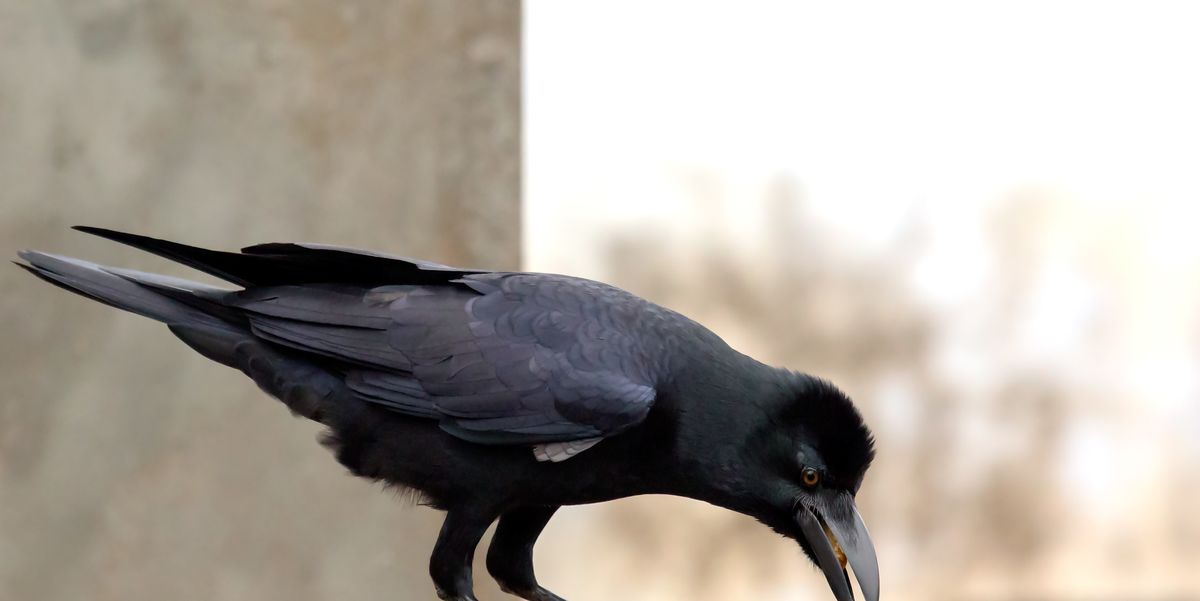 道具を使うあの黒い鳥 知能の高いカラスは工具を利用してタスクを達成する という新研究