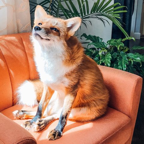 juniper the fox - animals to follow on instagram