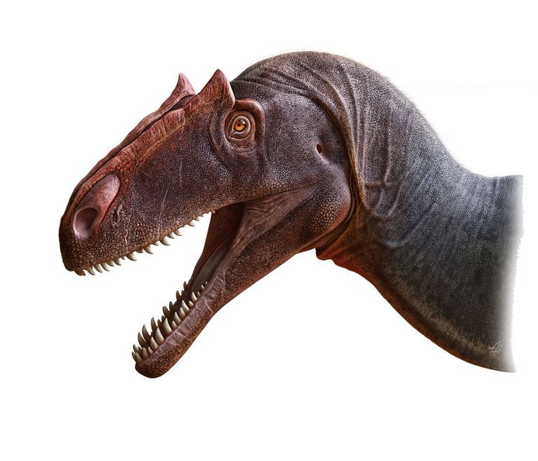 恐竜新研究 アロサウルス ジムマドセニが500万年前に存在していた可能性