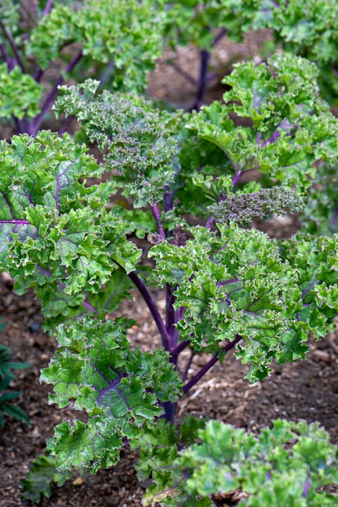 close up image of kale growing