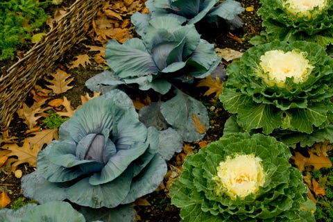 a close up detailed view of ornamental cabbage and kale surrounded by dead fall leaves enclosed by a low twig fence in a garden patch