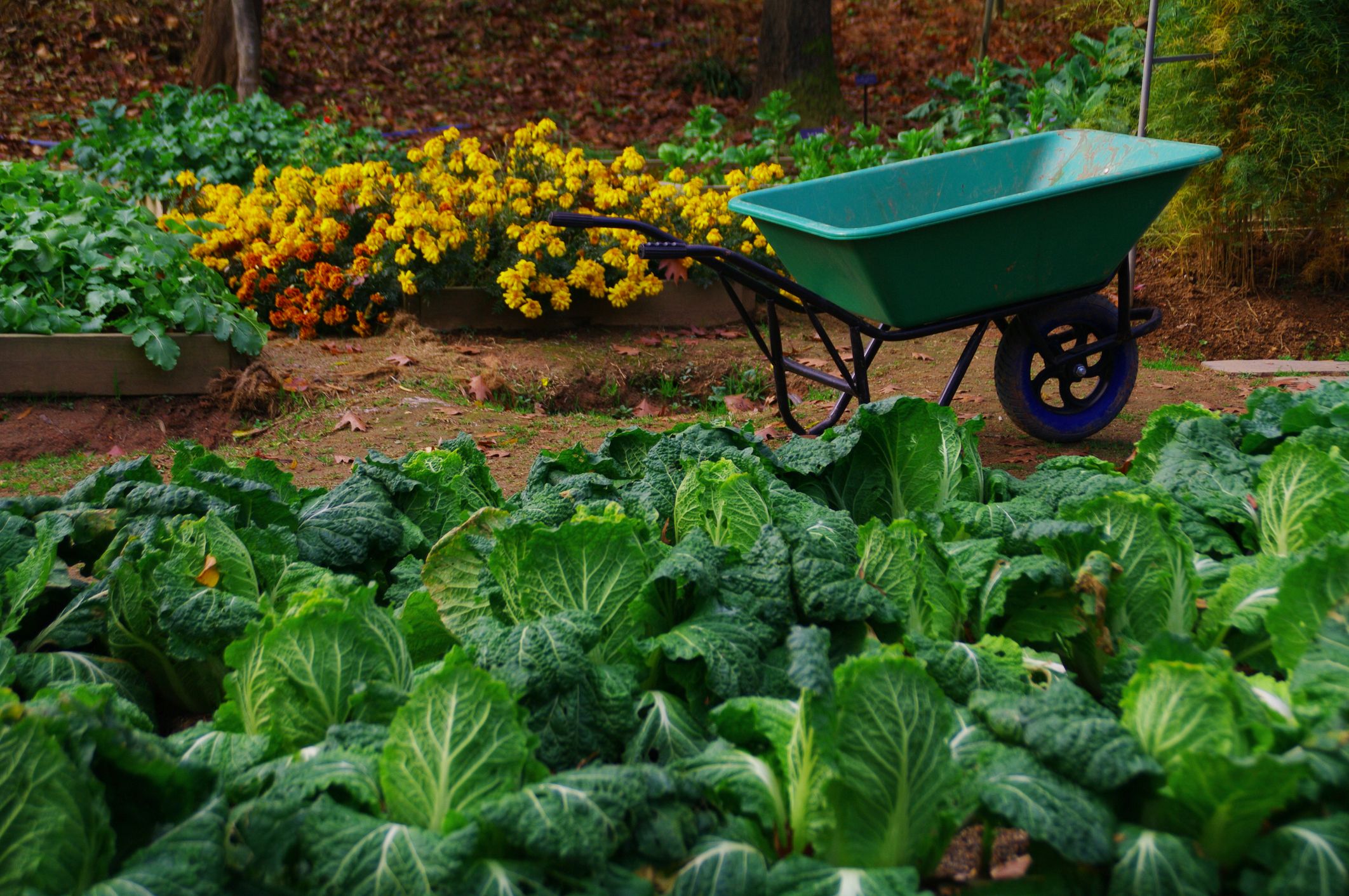 fall vegetable garden