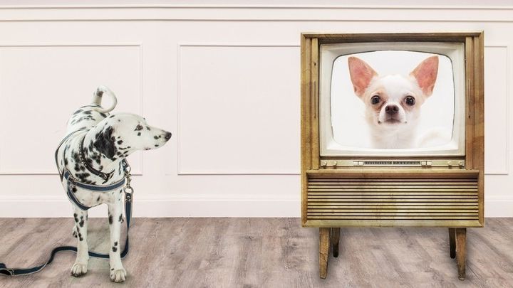hack Vaarwel Toepassen Kan een hond televisie kijken?