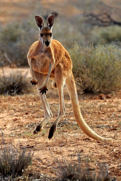 Rotes Riesenkaenguru, (Macropus rufus)