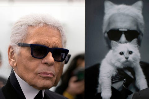 karl lagerfeld cat