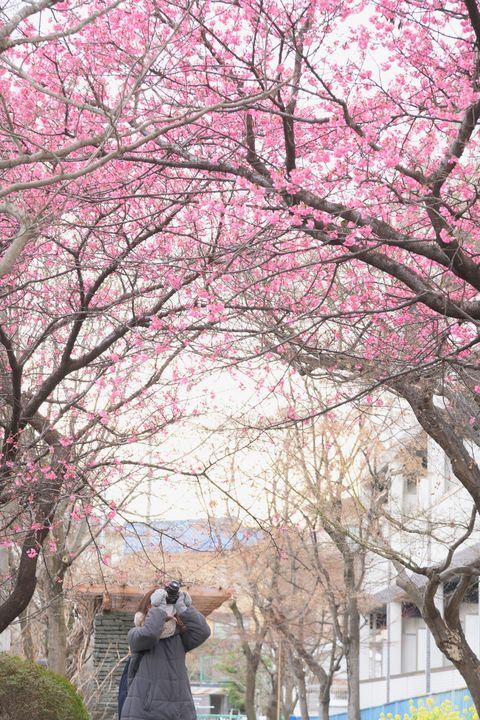 京都　淀の付近に咲く満開の「正月桜」