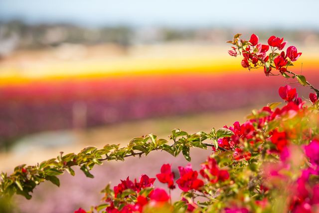 california flower field 50 acres visit carlsbad