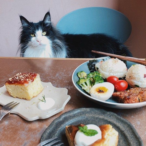 宜蘭貓咪咖啡廳貓的生活提案
