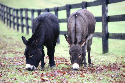 mini donkey good pet