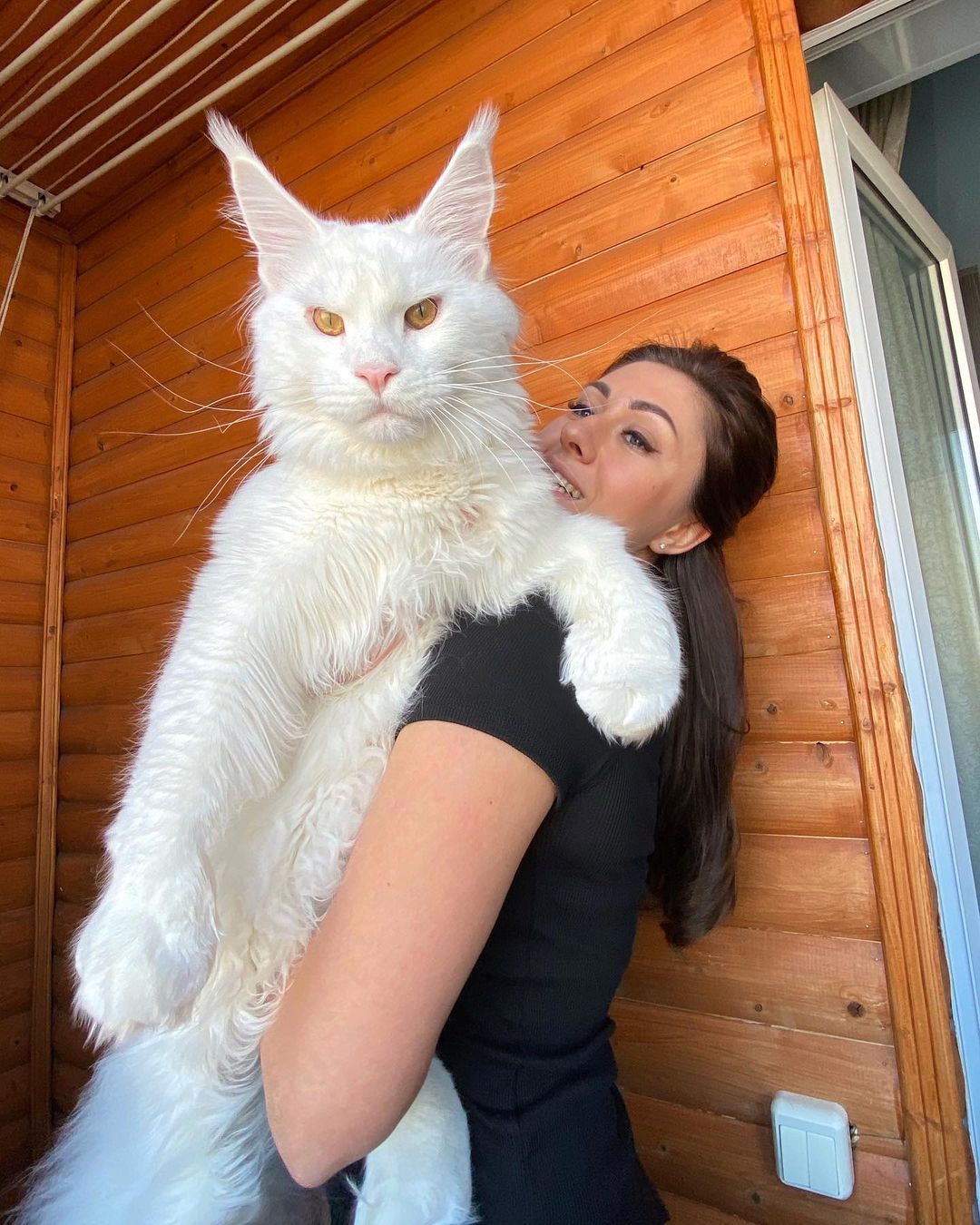 Kefir, "gato más mundo" arrasa en Instagram