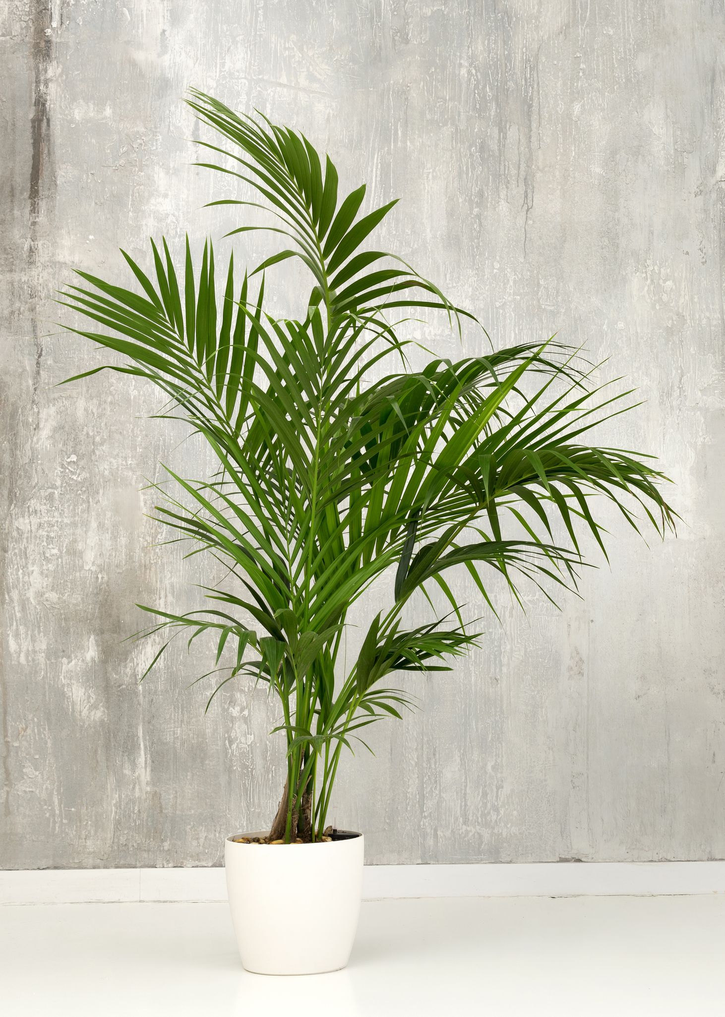an easy guide to kentia palm - howea forsteriana