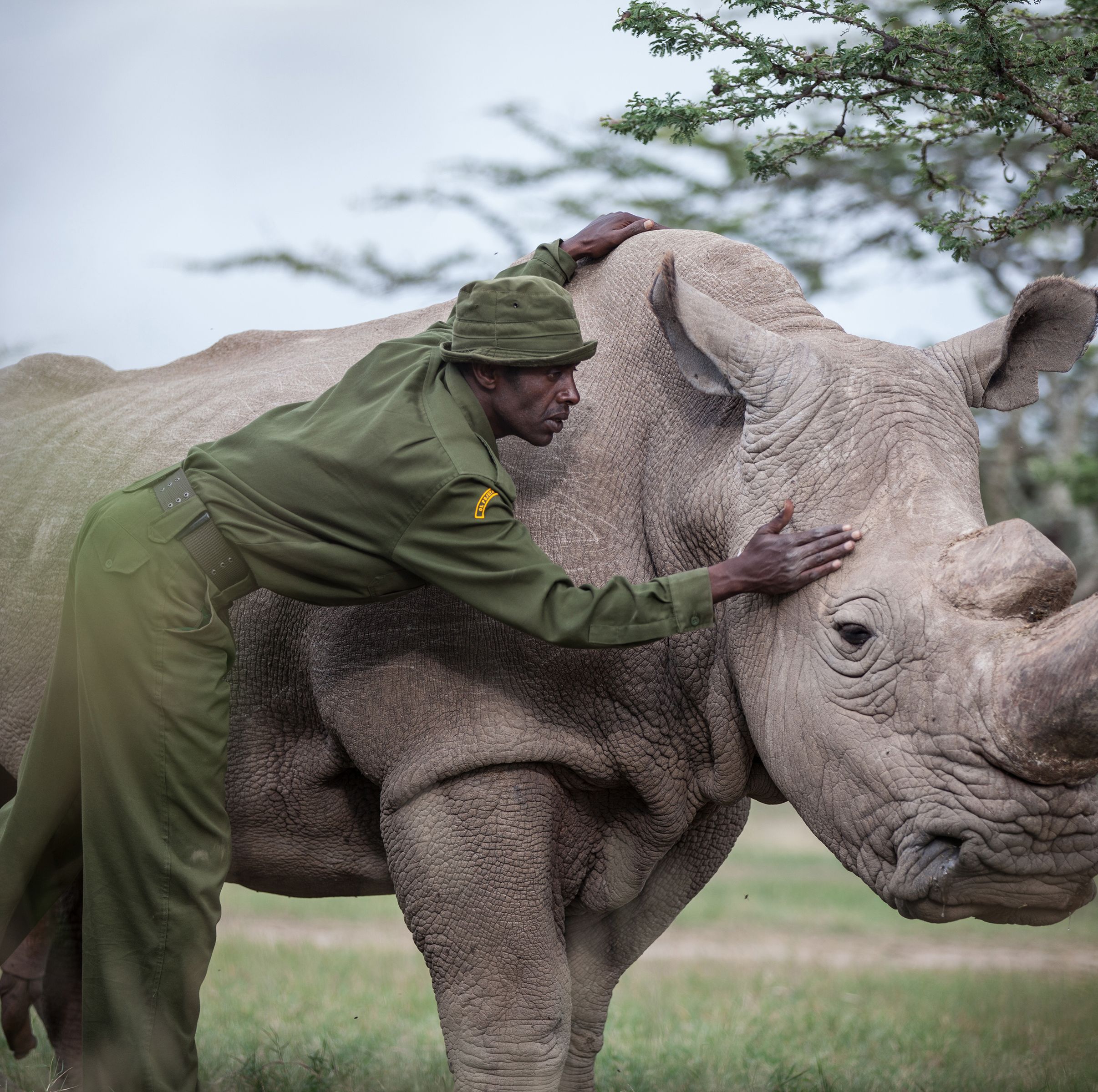 The $20 Million Bioengineering Gambit to Save the Northern White Rhino