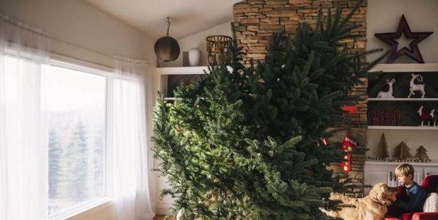 analyseren Vermomd Scharnier Kerstboom kopen? Bij deze winkels koop je de beste kerstbomen tegen de  laagste prijs
