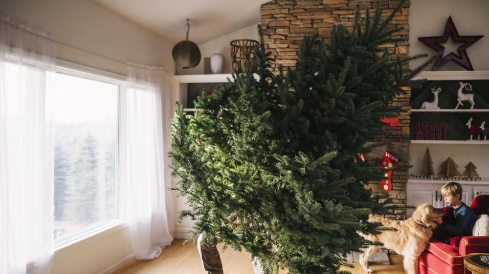 uitlaat wang methaan Kerstboom kopen? Bij deze winkels koop je de beste kerstbomen tegen de  laagste prijs