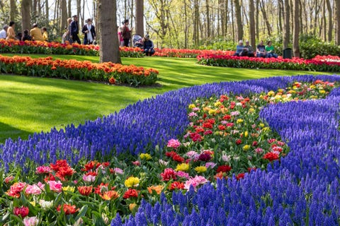 Keukenhof Gardens virtually open - We will bring Keukenhof to you! Keukenhof-2019-1556790305