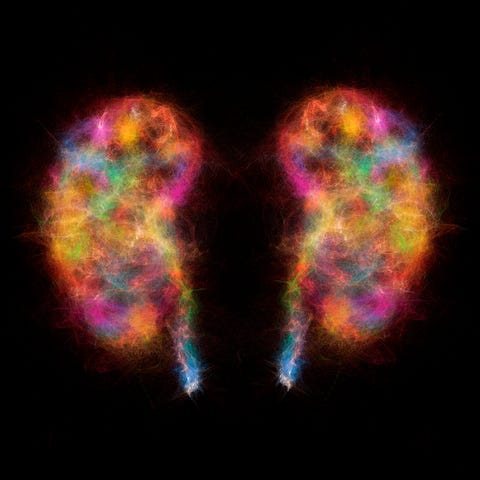 Human kidneys, illustration Human kidneys, illustration