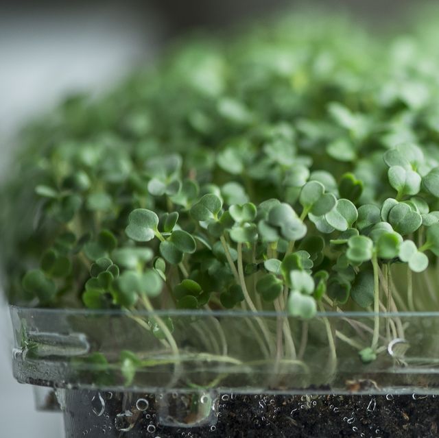 kids garden projects grow windowsill microgreens